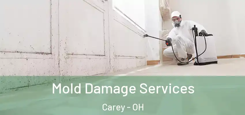  Mold Damage Services Carey - OH