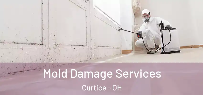  Mold Damage Services Curtice - OH