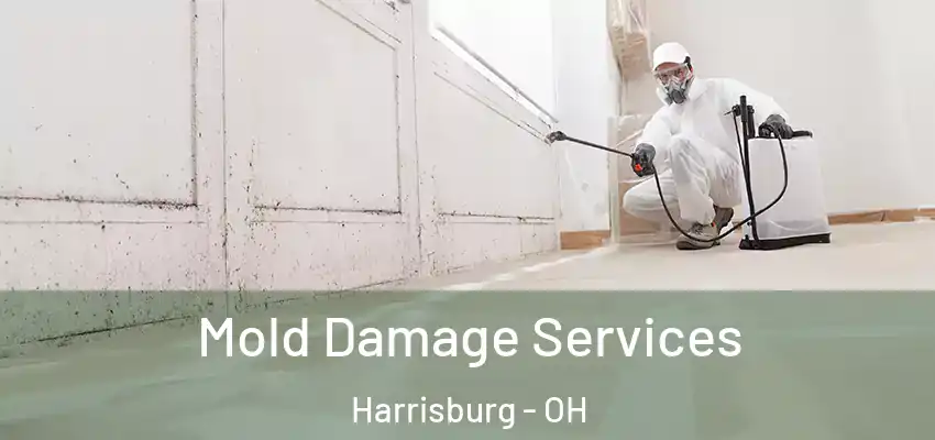  Mold Damage Services Harrisburg - OH