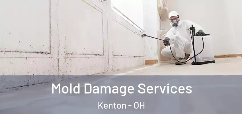  Mold Damage Services Kenton - OH