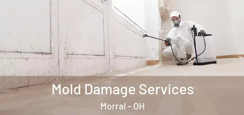  Mold Damage Services Morral - OH