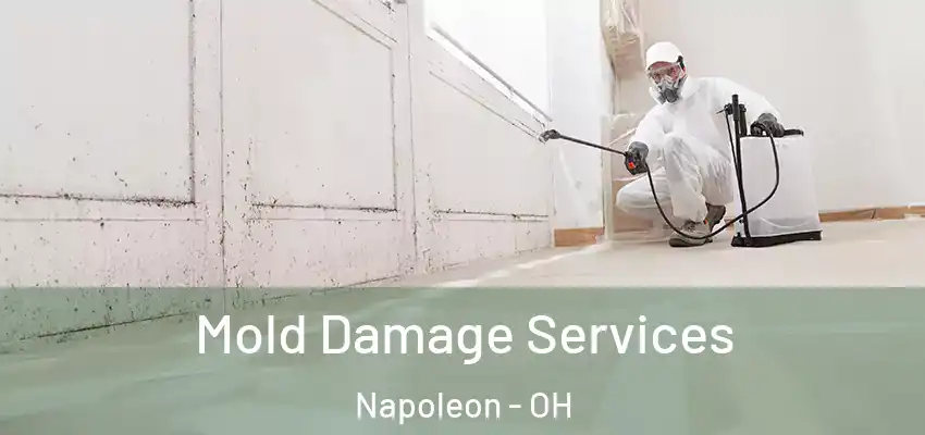 Mold Damage Services Napoleon - OH
