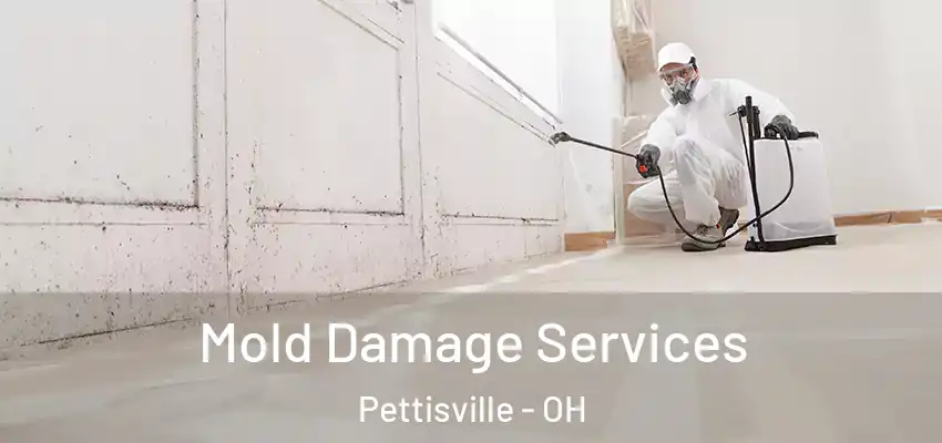  Mold Damage Services Pettisville - OH