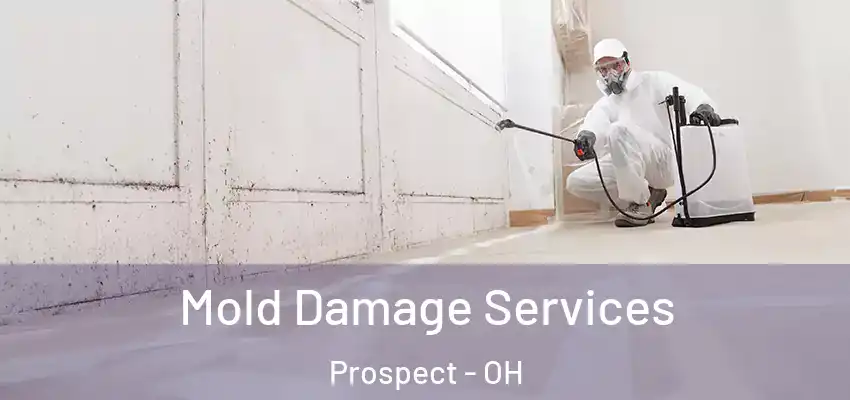  Mold Damage Services Prospect - OH