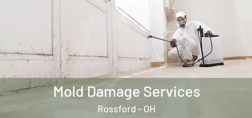  Mold Damage Services Rossford - OH