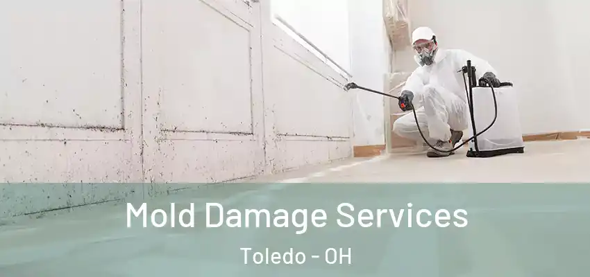  Mold Damage Services Toledo - OH