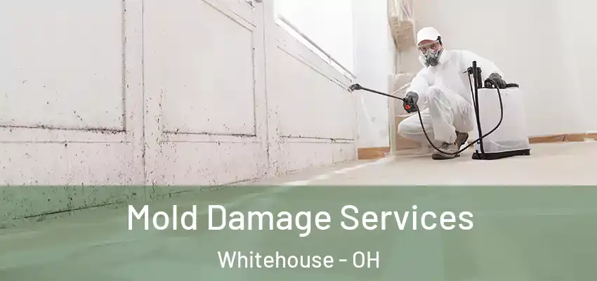 Mold Damage Services Whitehouse - OH