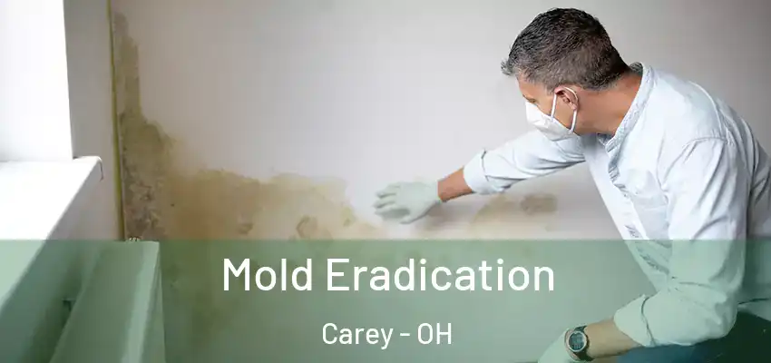  Mold Eradication Carey - OH