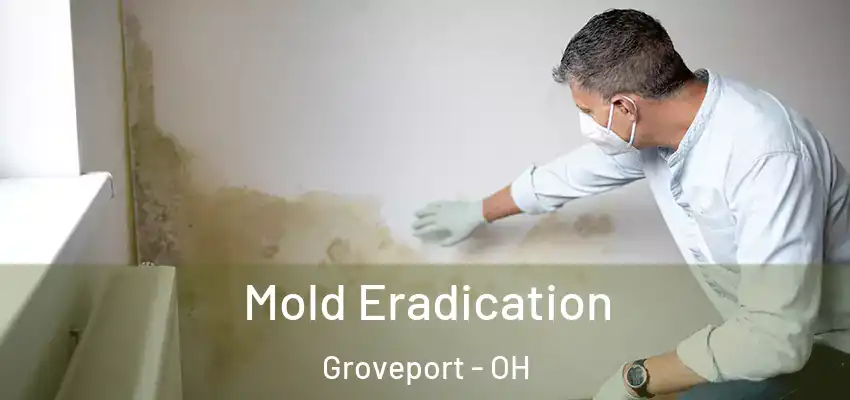  Mold Eradication Groveport - OH