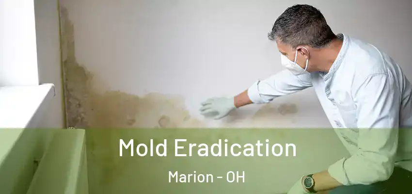  Mold Eradication Marion - OH