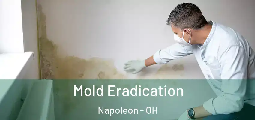  Mold Eradication Napoleon - OH
