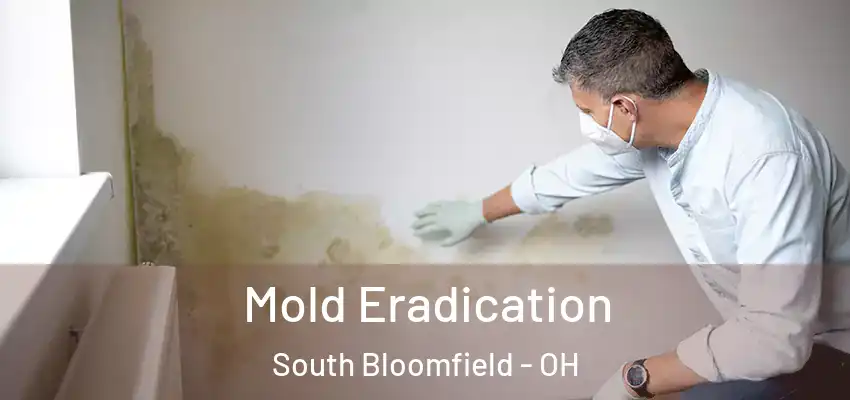  Mold Eradication South Bloomfield - OH