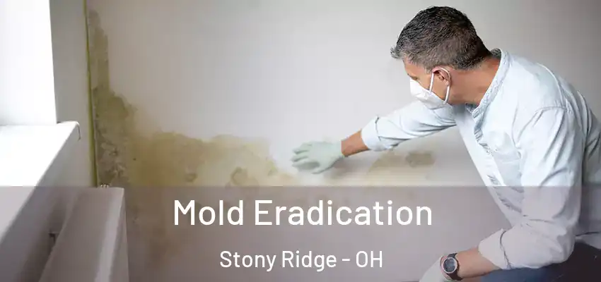  Mold Eradication Stony Ridge - OH