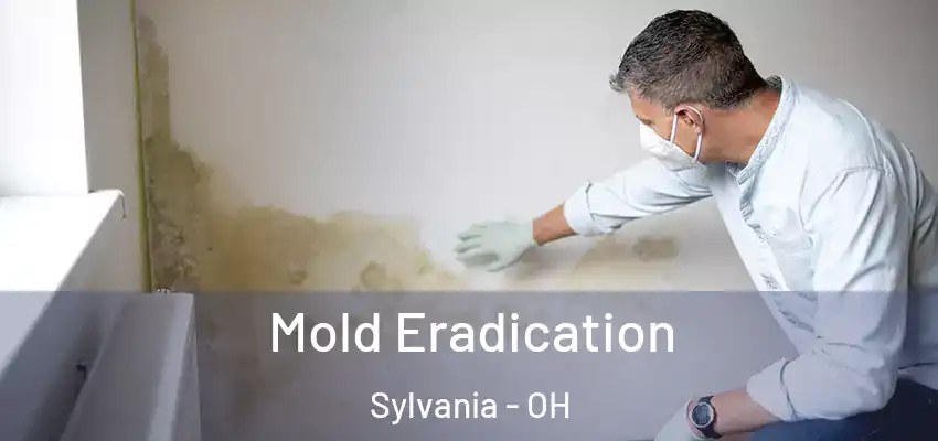  Mold Eradication Sylvania - OH