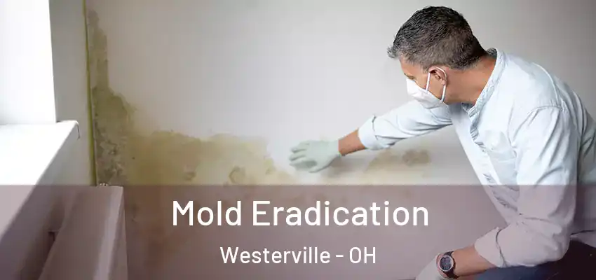  Mold Eradication Westerville - OH