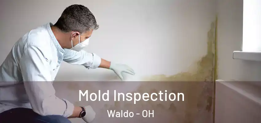  Mold Inspection Waldo - OH
