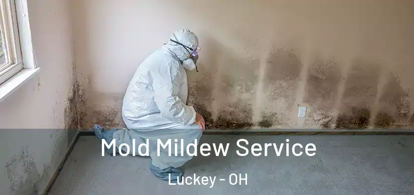  Mold Mildew Service Luckey - OH