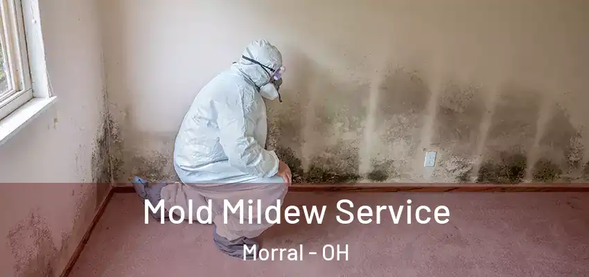  Mold Mildew Service Morral - OH