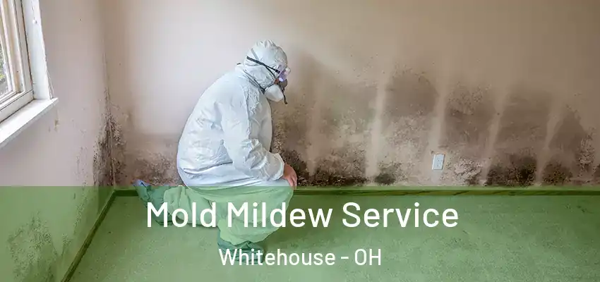  Mold Mildew Service Whitehouse - OH