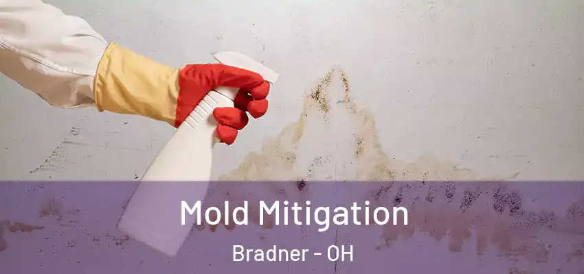  Mold Mitigation Bradner - OH