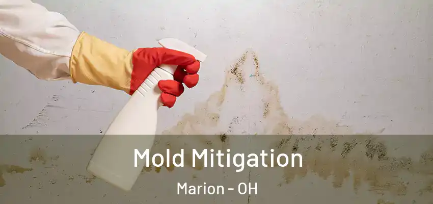  Mold Mitigation Marion - OH