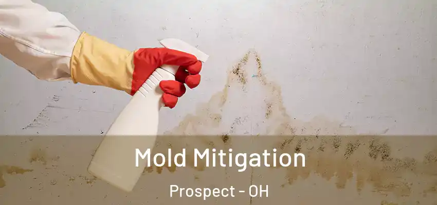  Mold Mitigation Prospect - OH