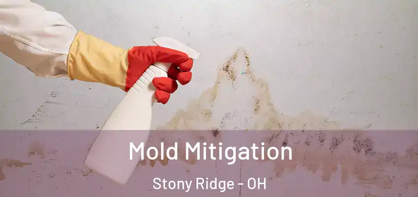  Mold Mitigation Stony Ridge - OH