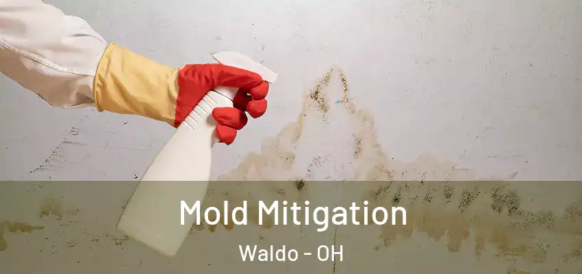  Mold Mitigation Waldo - OH
