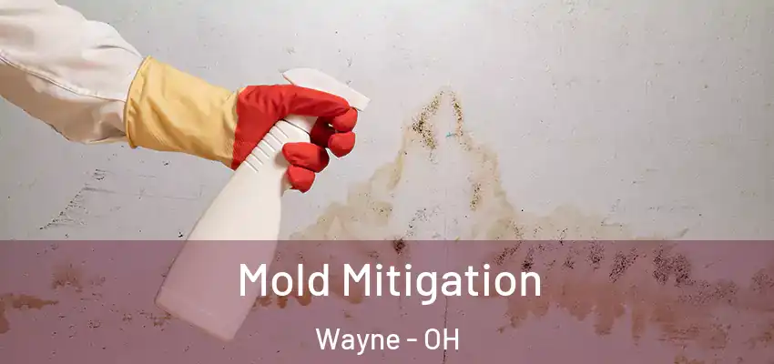  Mold Mitigation Wayne - OH