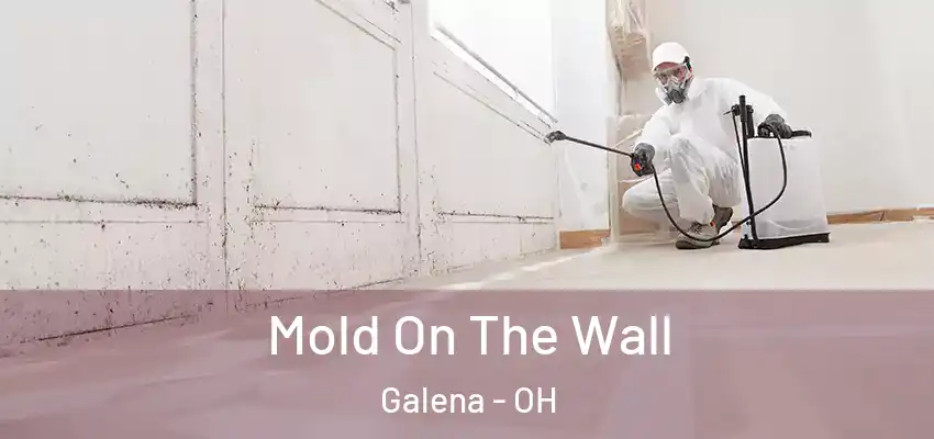  Mold On The Wall Galena - OH