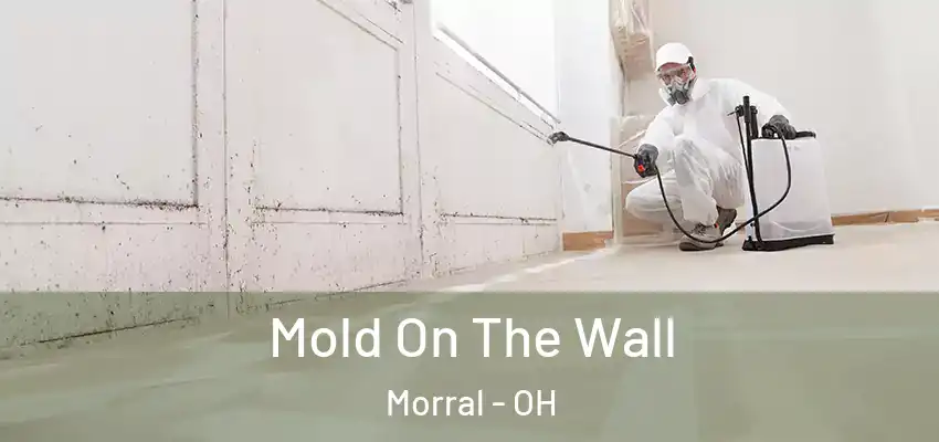  Mold On The Wall Morral - OH
