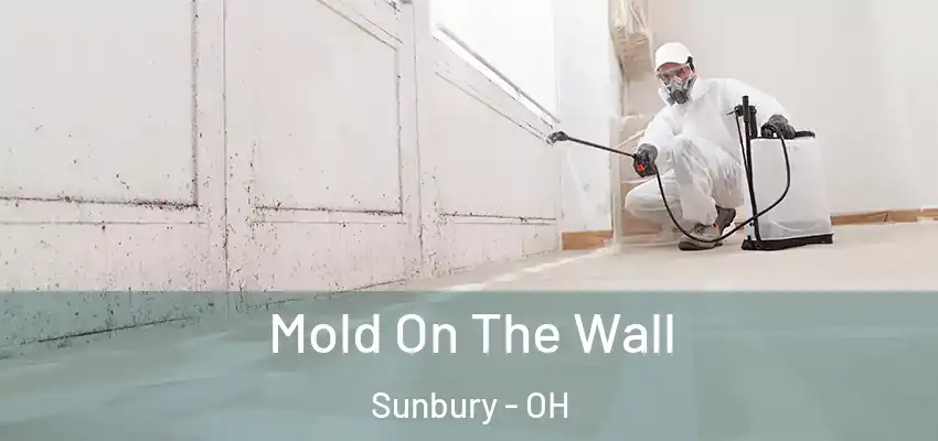  Mold On The Wall Sunbury - OH