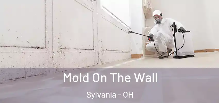  Mold On The Wall Sylvania - OH