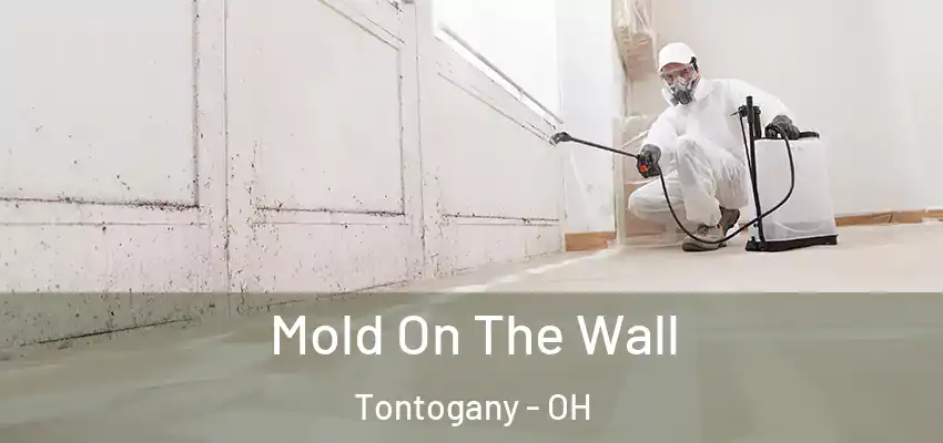  Mold On The Wall Tontogany - OH