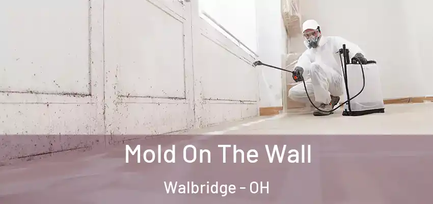  Mold On The Wall Walbridge - OH