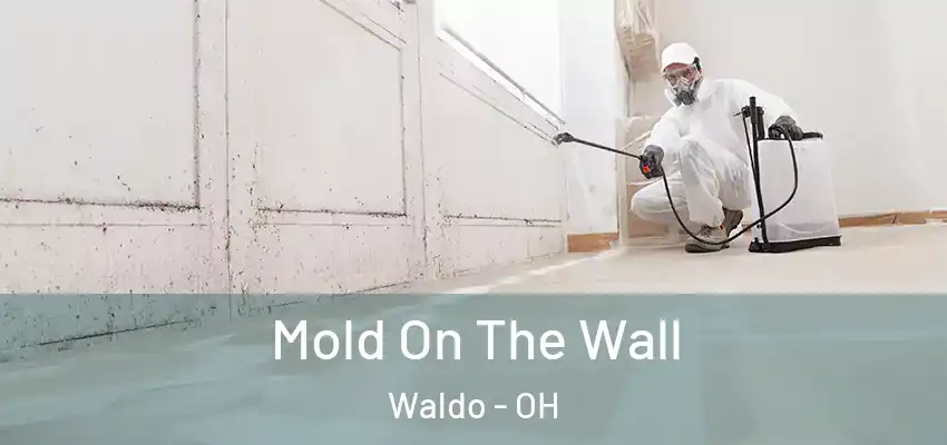  Mold On The Wall Waldo - OH
