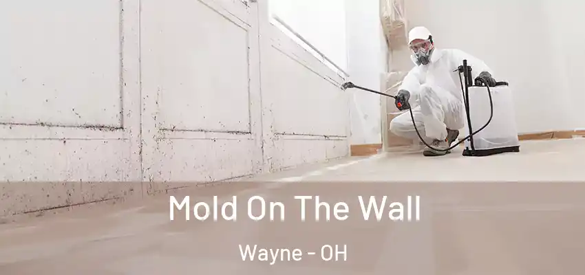  Mold On The Wall Wayne - OH