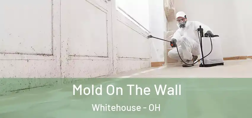  Mold On The Wall Whitehouse - OH