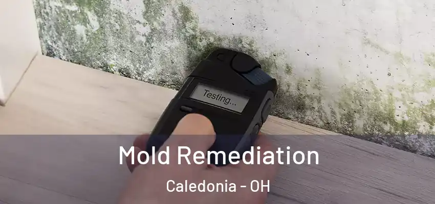  Mold Remediation Caledonia - OH