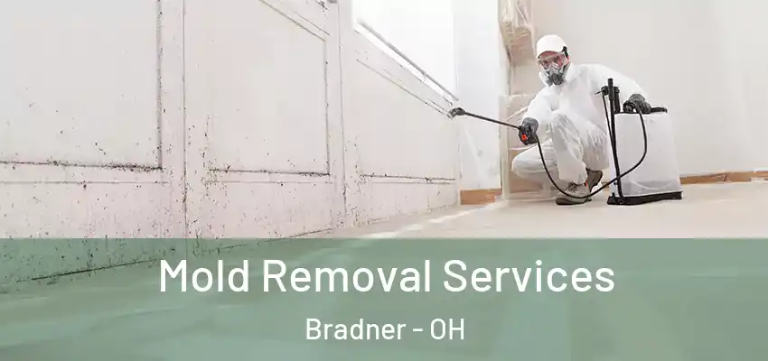  Mold Removal Services Bradner - OH
