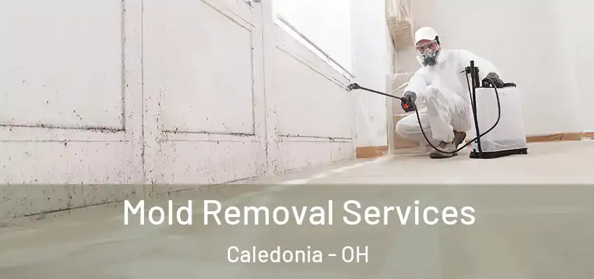  Mold Removal Services Caledonia - OH