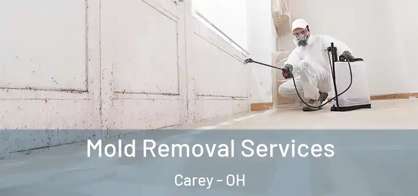  Mold Removal Services Carey - OH