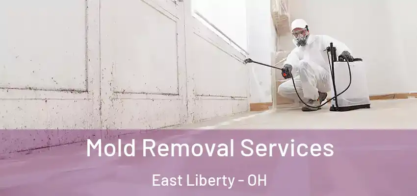  Mold Removal Services East Liberty - OH