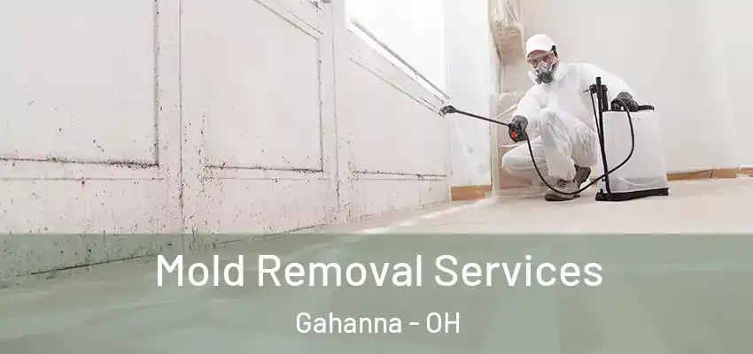  Mold Removal Services Gahanna - OH