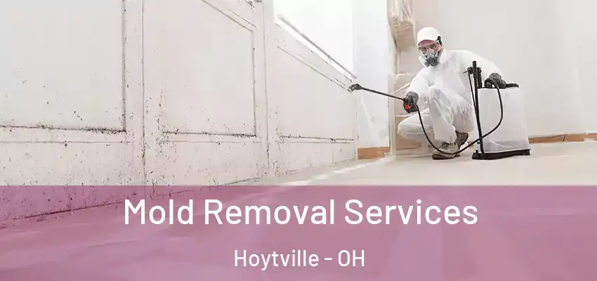  Mold Removal Services Hoytville - OH