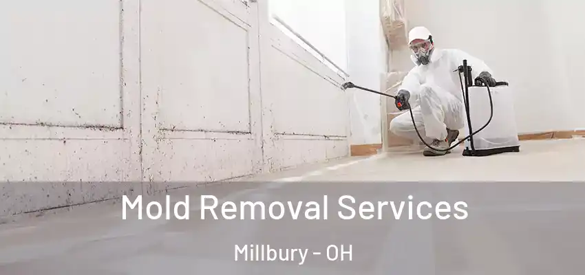  Mold Removal Services Millbury - OH