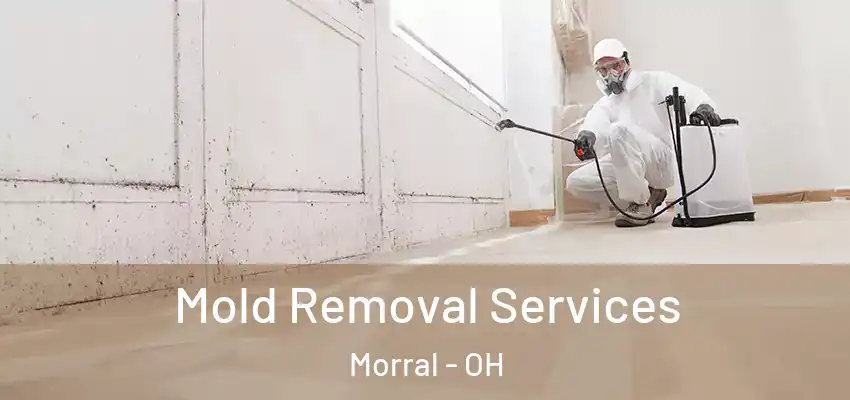  Mold Removal Services Morral - OH