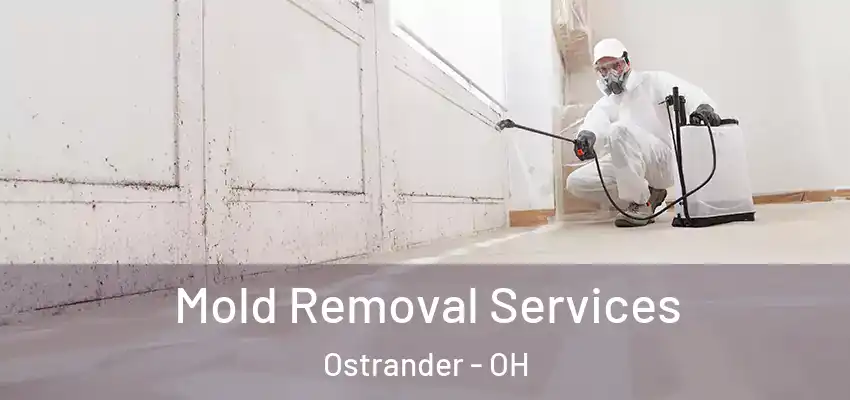  Mold Removal Services Ostrander - OH