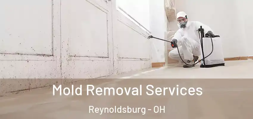  Mold Removal Services Reynoldsburg - OH