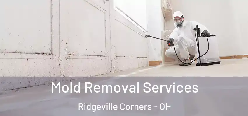  Mold Removal Services Ridgeville Corners - OH